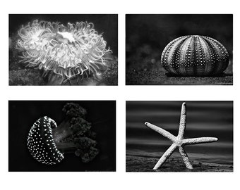 Black and White Ocean Print Set - Set of 4 photos four prints jellyfish starfish sea animal underwater photography ocean wall art 11x14 8x10