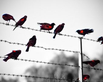 Black and White Photography - red wing blackbirds on a fence blackbird photography bird wall art red and black decor 8x10 photo  - "Cadence"