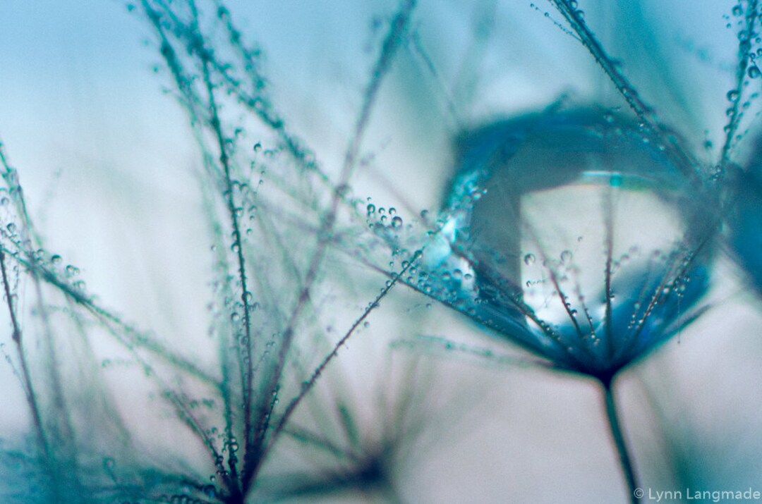 Blue Dandelion Wall Art Raindrop Bathroom Wall Decor 16x20 Winter