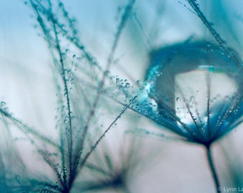 Blue Dandelion Wall Art - raindrop bathroom wall decor 16x20 winter photography closeup 8x10 print 24x36 large wall art - "Heaven's Tear"