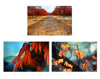 Autumn Photo Set - Set of 3 photographs, orange photo set, autumn photography, 5x7 print, autumn decor, fall leaf, wall art