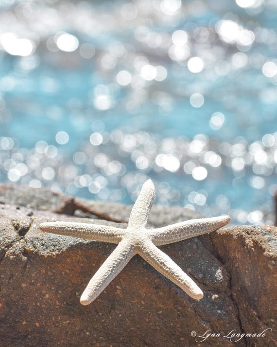 Decorative Starfish and Shells - Coastal Nautical Interior design  Accessories