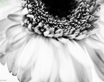 Black and White Photography - daisy with texture black and white flowers flower photography 8x10 photo daisy photos flower art  - "Opera"