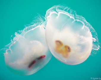 Beach Photography - two moon jellyfish touching, ocean, sea, beach wall decor, teal blue, jellyfish wall art, jellyfish prints - "Touching"