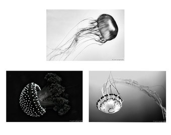 Black and Gray Jellyfish Print Set - set of 3 prints 8x10 jellyfish wall art 11x14 jellyfish wall decor 16x24  bathroom wall art 3 photo 5x7