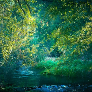 Nature Prints - river trees 8x10 landscape photo 11x14 16x20 green decor tree prints 5x7 nature photography fall wall art "Mystic River"