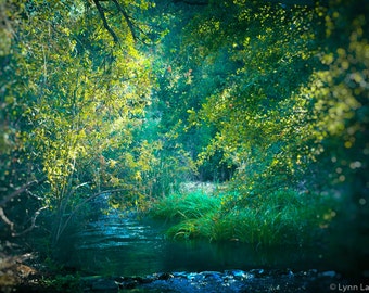 Nature Prints - river trees 8x10 landscape photo 11x14 16x20 green decor tree prints 5x7 nature photography fall wall art "Mystic River"