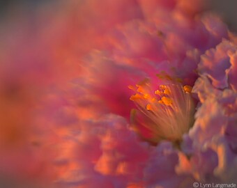 Flower Photography - orange and pink wildflower in wind, flower art, pink flowers, wall decor, macro flower, 11x14 print, photos - "Blaze"