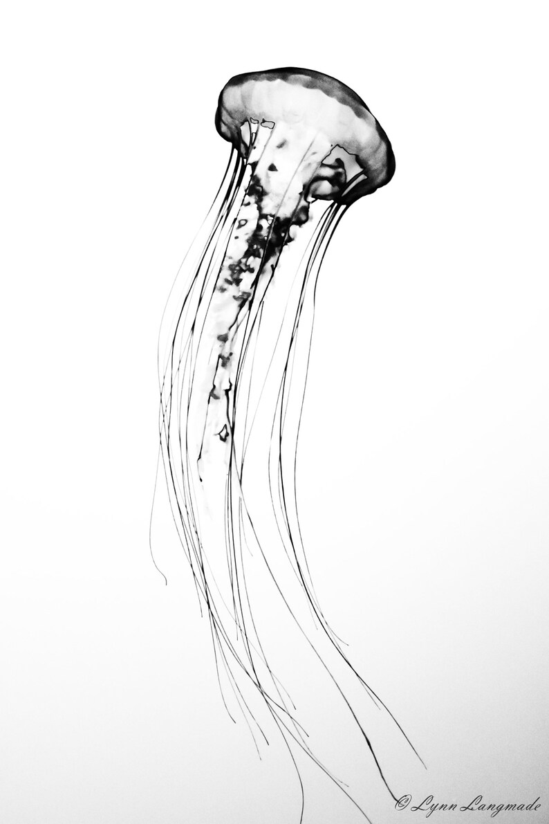 Photography Ocean Art A1 Digital Download Towards Light Minimalist Jellyfish Art Jellyfish Gift Printable Art Jellyfish Print Black And White Art Collectibles Photography Ocean Art A1 Digital Download Towards Light Minimalist Jellyfish Art Jellyfish Gift Printable Art Jellyfish Print Black And White Art Collectibles