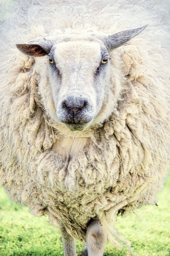 Animal Photography - sheep versailles paris cream wall decor neutral 8x10 prints16x20 11x14 animal art print cute animal - "Bad Hair Day""