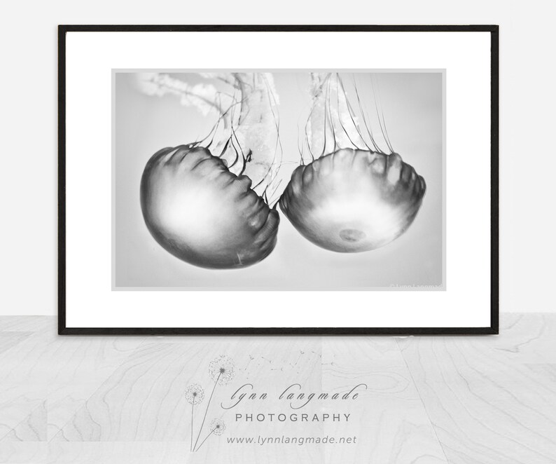 Black and White Photography jellyfish photograph, black and white jellyfish, ocean, sea, beach home decor, jellyfish prints Soul Mates image 1