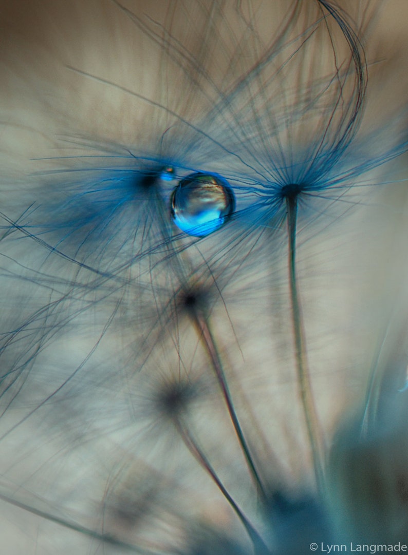 Dandelion Photo Set Set of 3 dandelion photographs three blue beige dandelions 3 prints bedroom decor dandelion photography 11x14 16x24 image 5