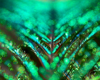 Abstract Photography - peacock feather with raindrops, sparkly,  home decor, peacock art, abstract wall decor, green photo - "Sundrops"