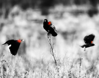 Black and White Photography - red wing blackbirds flying in winter, blackbird wall prints, home decor, bird wall decor, wall art - "Rupture"