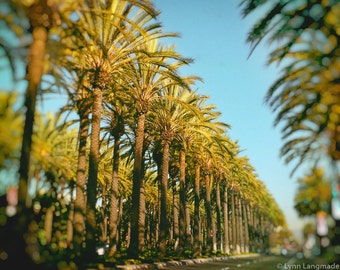 Los Angeles Photography - palm trees street 8x10 photo city wall print 5x7 blue and green wall art california photography summer "Sunshine"