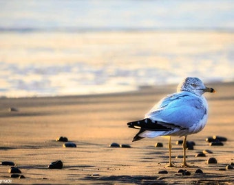 Beach Photography - seagull on the beach in Calfornia, Pacific ocean, beach wall decor, ocean wall art, beige and blue - "Glitter""