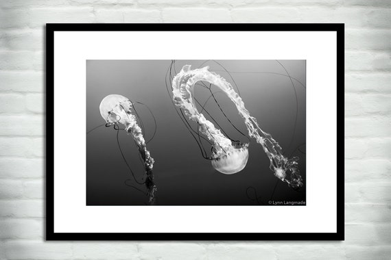 Black And White Jellyfish Art Minimalist Gray Jellyfish Photography 8x10 Photo 24x36 Large Wall Art 11x14 Jellyfish Print Tiny Dancers Ii Black White Photography Lifepharmafze Com Black And White Jellyfish Art Minimalist Gray Jellyfish Photography 8x10 Photo 24x36 Large Wall Art 11x14 Jellyfish Print Tiny Dancers Ii Black White Photography Lifepharmafze Com