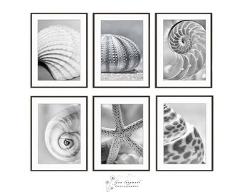 Coastal Seashell Canvas Art - Set of Six Nautical Ocean Prints