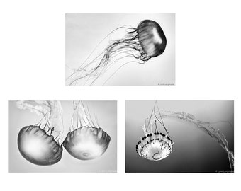 Black and White Jellyfish Print Set - set of 3 prints 8x10 jellyfish wall art 11x14 jellyfish wall decor 16x24 living room set 3 photos 5x7
