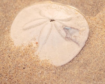 Beach Photography - sand dollar photograph, white sand dollar in the sand, beach wall prints, beach decor, beige photo - "Sun Bath"