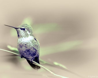 Nature Photography - purple hummingbird with green leaves, summer, hummingbird wall art, home decor, hummingbird photo - "Quiet Hum"