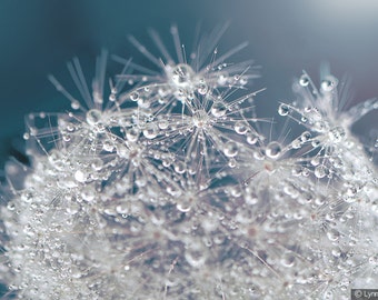 Nature Photography -  dandelion photograph, Blue and white white dandelion, winter raindrops, home decor, nature wall art - "Constellations"