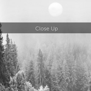 May include: Black and white photograph of a forest scene with a bright, round light in the sky. The image is dominated by tall evergreen trees shrouded in mist. The text "Close Up" is displayed across the top of the image.