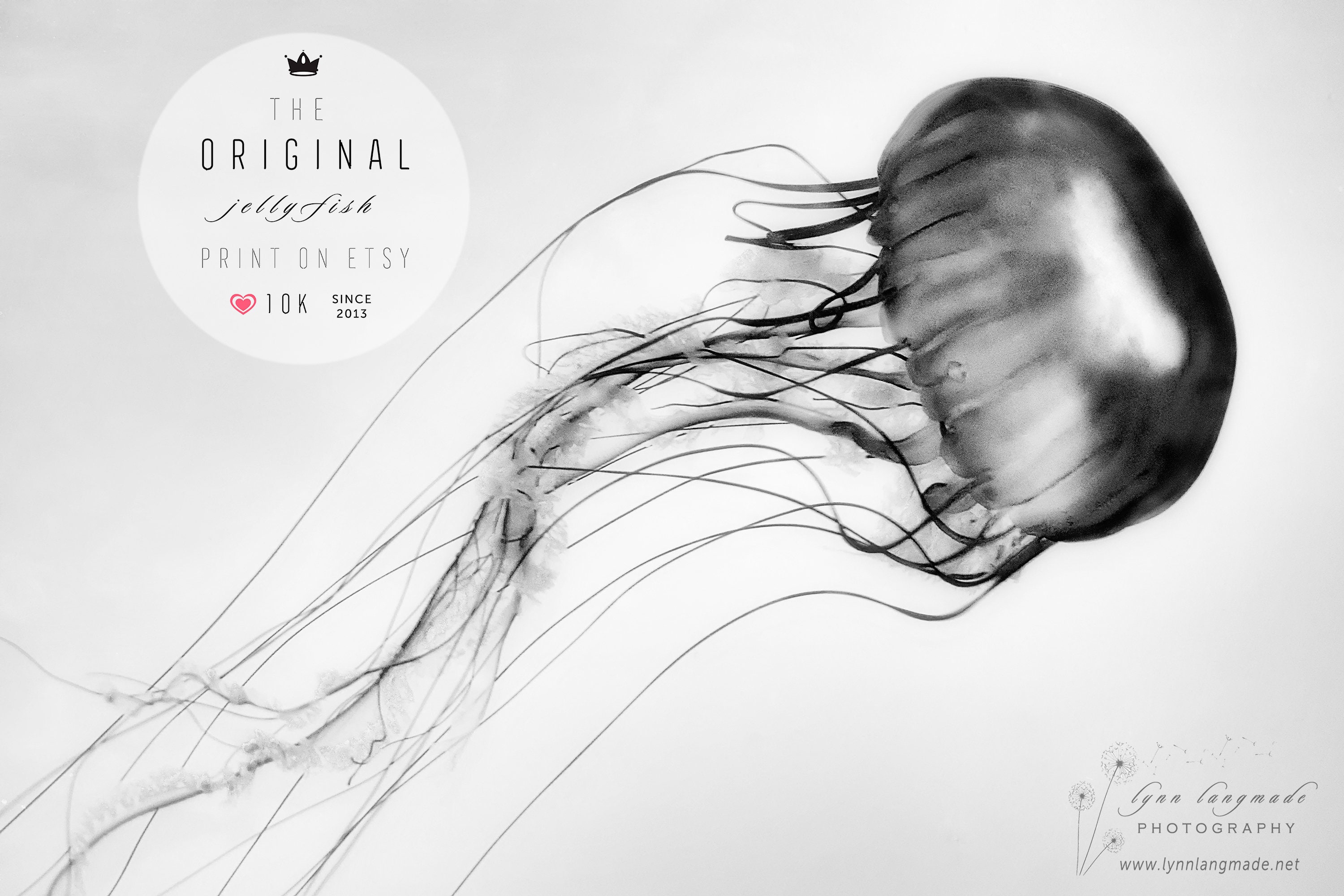 Jellyfish Print Black And White Extra Large Wall Art 40x60 Etsy Jellyfish Print Black And White Extra Large Wall Art 40x60 Etsy