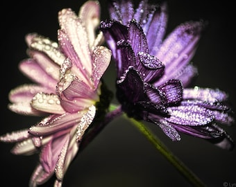 Flower Photography - two daisies with raindrops, flowers, winter, purple and pink, flower wall prints, purple wall decor -  "Held Up"