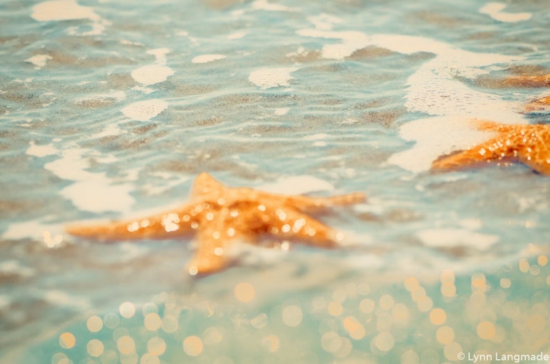 Starfish Photography orange starfish ocean underwater beach photography 11x14 8x10 coastal wall art starfish photo 16x20 Skinny Dippin image 1