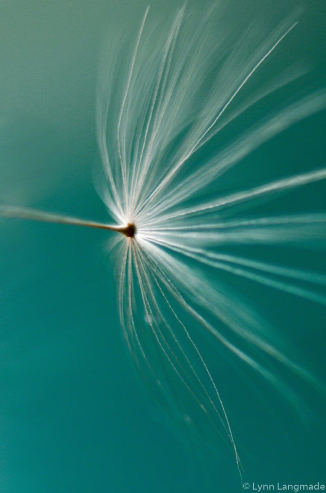 Teal Dandelion Art Dandelion Seed Teal Blue 8x12 Prints 24x36 Large