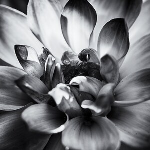 Black and white Flower - black dahlia black and white wall art 11x14 8x10 prints 16x24 flower prints large wall decor 24x36 "Beauty & Rage""