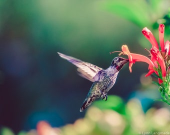 Hummingbird Photography - hummingbird with pink flower, nature photography, bird photography, summer photos, bird prints - "Summer Romance"