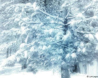 Nature Photography - winter photograph, a trees covered in snow, Christmas, holiday decor, winter wall art - blue photo - "Winter's Tale"