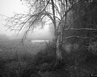 Black and White Photography -  a tree and pond in winter fog, landscape photography, home decor, nature wall prints, tree photo - "Sorrow"