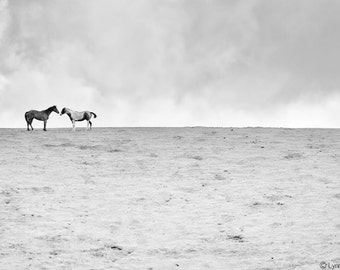 Black and White Photography - black and white landscape, horses nuzzling in the clouds, black and white horses, horse photograph - "Reunion"