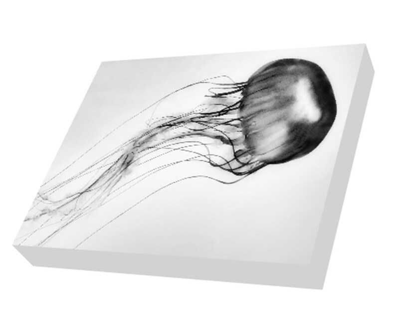 In Black And White Jellyfish Canvas Wrap Jellyfish Art Long Tails 16x Canvas Gray Large Wall Art x24 Ocean Wall Decor Sea Visible Art Collectibles Photography Kromasol Com In Black And White Jellyfish Canvas Wrap Jellyfish Art Long Tails 16x Canvas Gray Large Wall Art x24 Ocean Wall Decor Sea Visible Art Collectibles Photography Kromasol Com