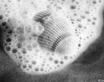 Black and White Photography - white seashell sea foam sand ocean 8x10 photo beach wall art decor gray pictures 11x14 print "Beach in a Box"