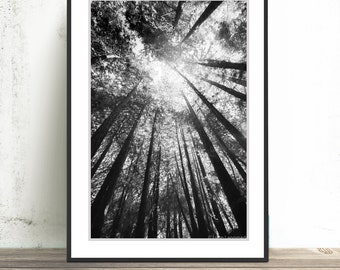 Black and White Photography - california redwood trees, tree photography, tree art, wall decor 8x10 8x12 11x14 16x24 print - "Black Rain"