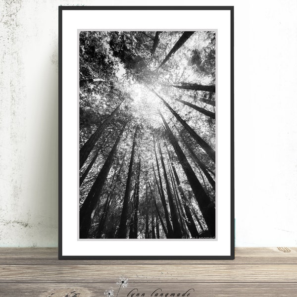 Black and White Photography - california redwood trees, tree photography, tree art, wall decor 8x10 8x12 11x14 16x24 print - "Black Rain"