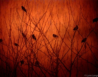 Photography - blackbirds in a tree halloween decor blackbird photography orange and black bird wall art 8x10 11xx14 16x24 fall "A Warm Place