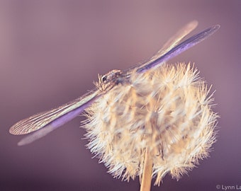 Dandelion Nursery Photography - purple dragonfly art dandelion art 8x10 prints 11x14 flowers 16x20 nursery wall decor kids "Twilight Wish"