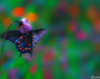 Nursery Photography - butterfly photograph, flower, nursery decor, green, rainbow, nursery wall art, butterfly wall prints - "Butterfly Kiss