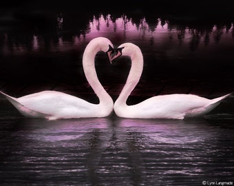 Paris Photography - swan photograph, pink and purple, Versailles Palace, romance, Paris decor, Paris wall art,  Paris prints - "Sweethearts"
