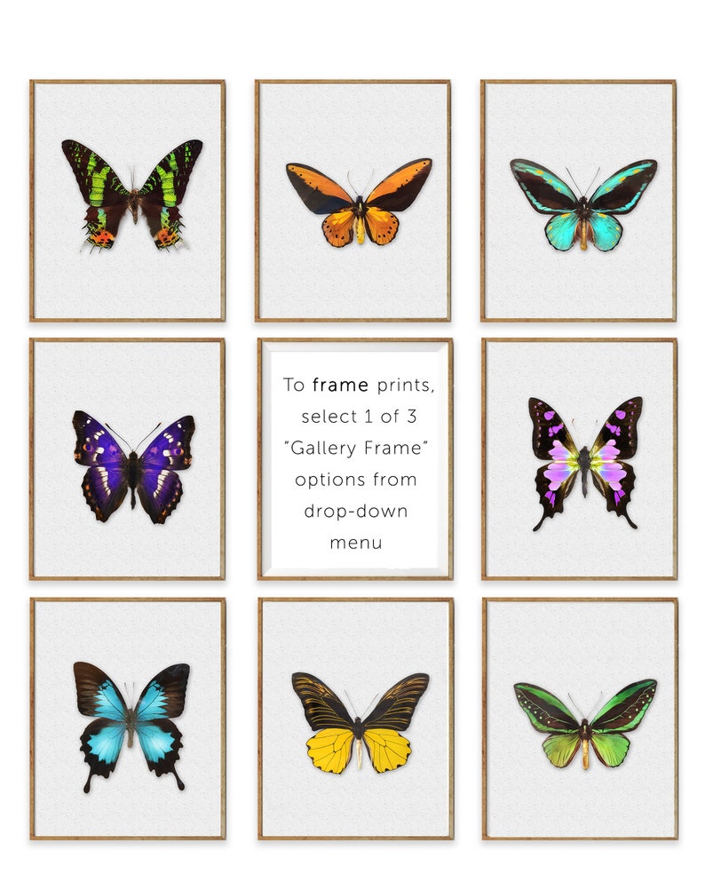 Butterfly Gifts Butterfly Prints SET of 9 Real Rainbow Etsy