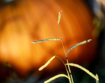 Fall Photography - orange pumpkin with grass pumpkin art halloween decor decorations 5x7 8x10 photo autumn pictures pumpkin decor  "Harvest"