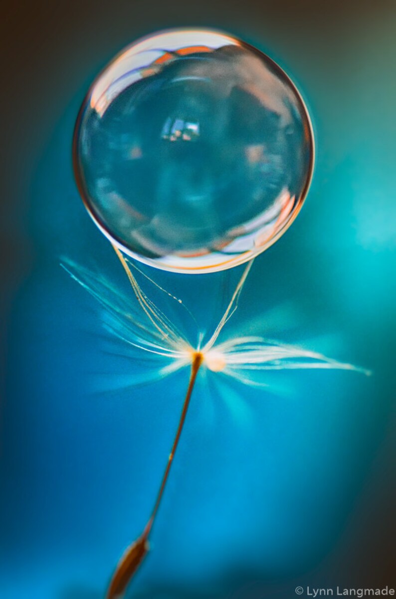 Dandelion Wall Art blue dandelion canvas art 8x12 bubble Etsy