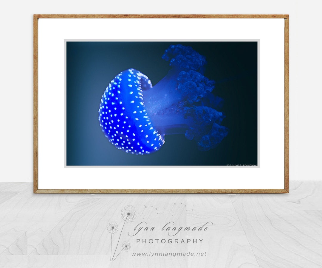 Jellyfish Photography Electric Blue Jellyfish Print 8x10 California