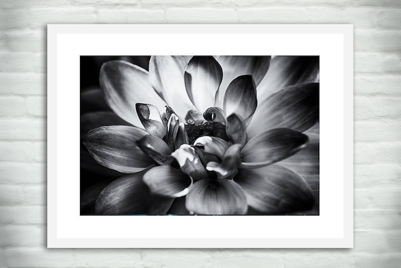 Black and White Flower Black Dahlia Black and White Wall Art | Etsy