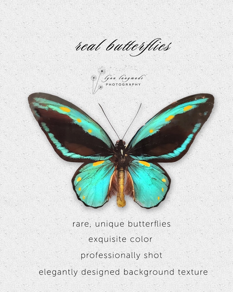 Butterfly Gifts Butterfly Prints SET of 9 Real Rainbow Etsy